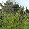 Caragana arborescens silhouette
